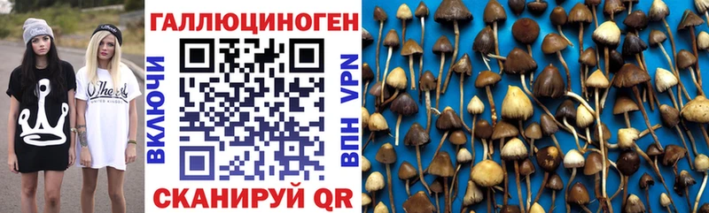 Галлюциногенные грибы Psilocybe  Купить где  Опочка 